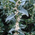 Sarcococca ruscifolia fleur P16